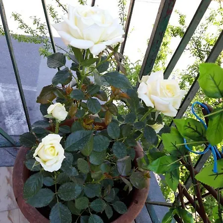 Casa Max Φουσέκιο